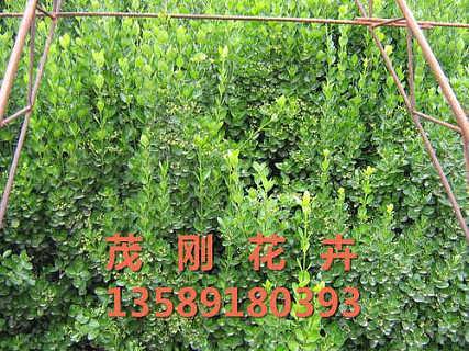 青州绿化苗木种植基地价格 青州绿化苗木种植基地厂家批发 