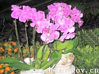 鹤山区花卉园艺产业销售收入实现首季开门红